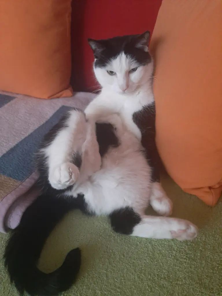 Andachtsbild von Tanja mit Rocky im ❤ gest.23.01.23