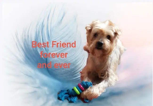 Andachtsbild von Ewa und Krzysztof mit Jacki tief im Herzen ❤