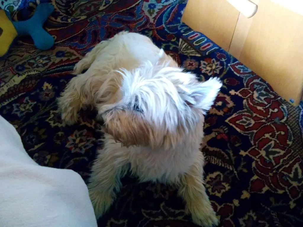 Image from Tinka