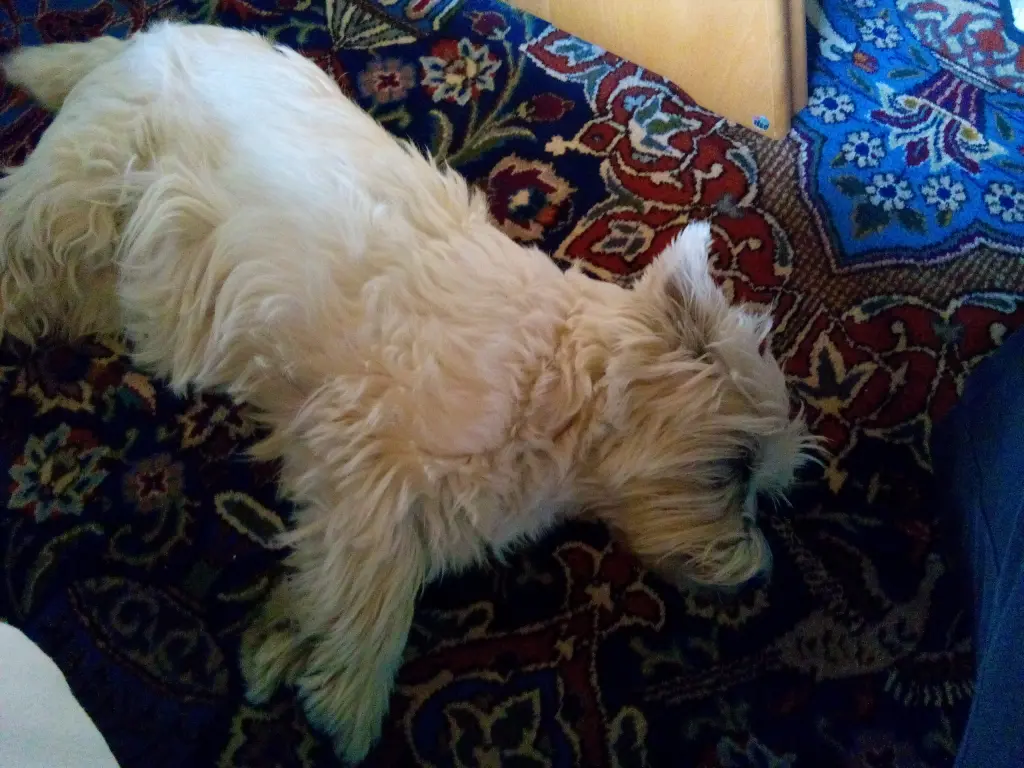 Image from Tinka
