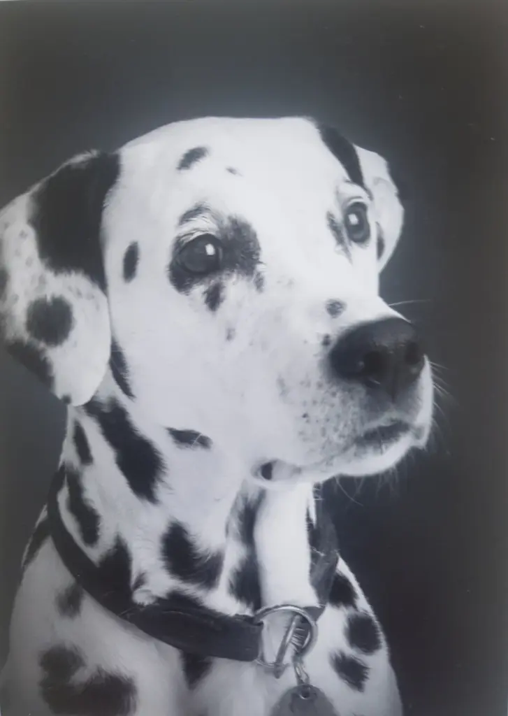 Bild von Ginny la Gosse