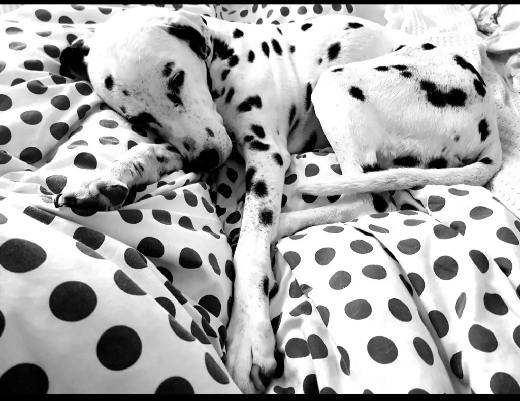 Bild von Ginny la Gosse