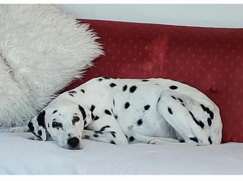 Bild von Ginny la Gosse