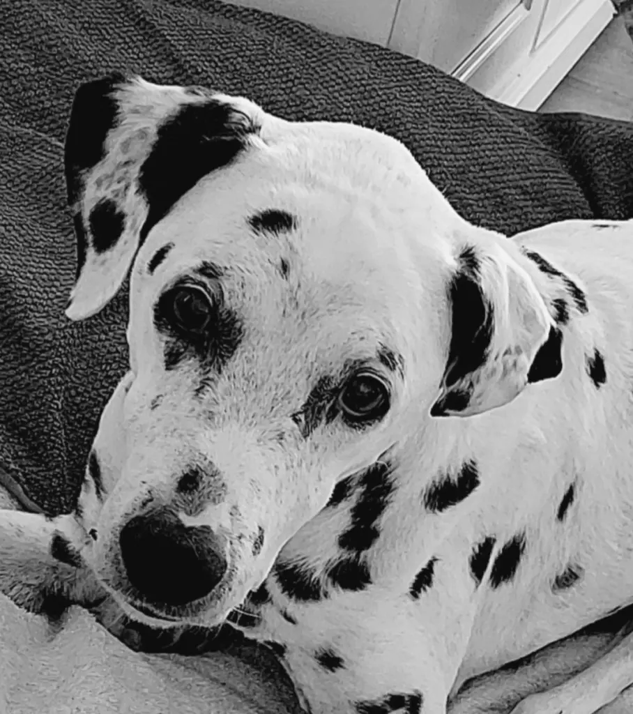 Bild von Ginny la Gosse