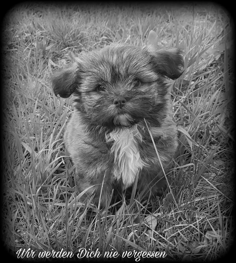 Image from Maja
