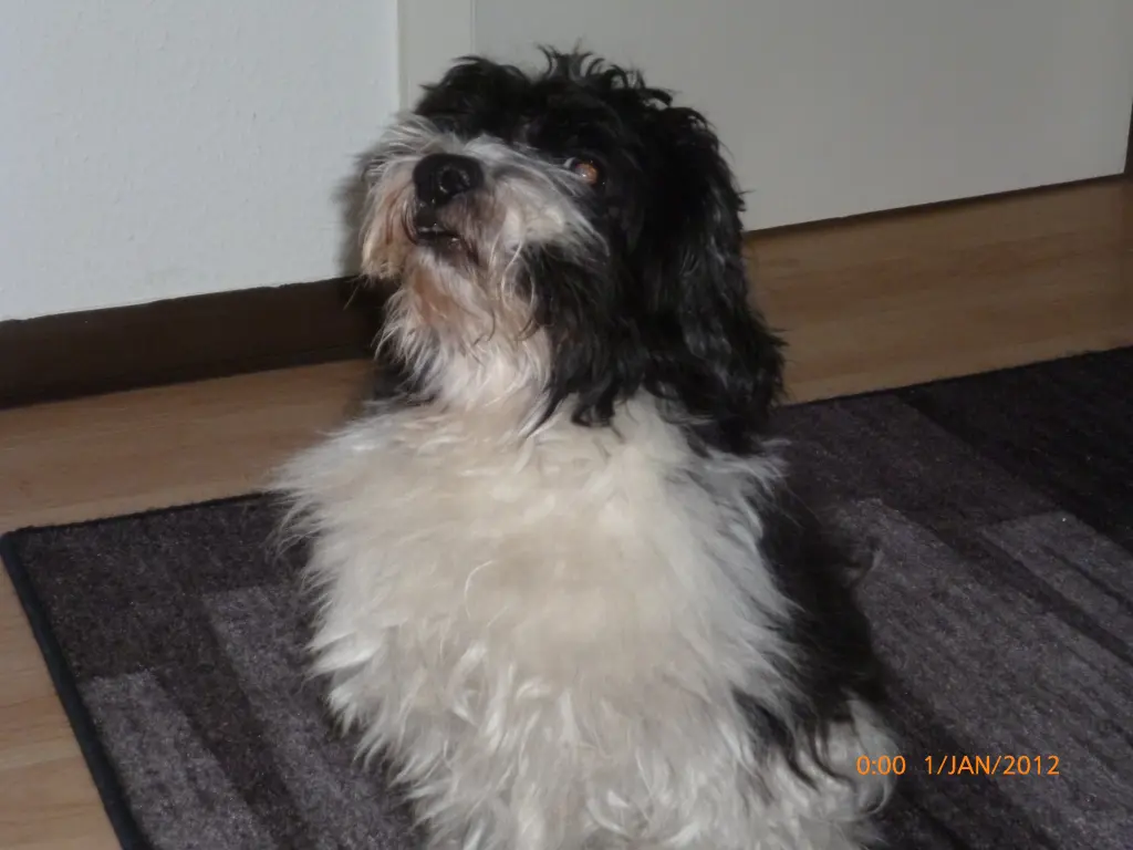 Image from Mobbi