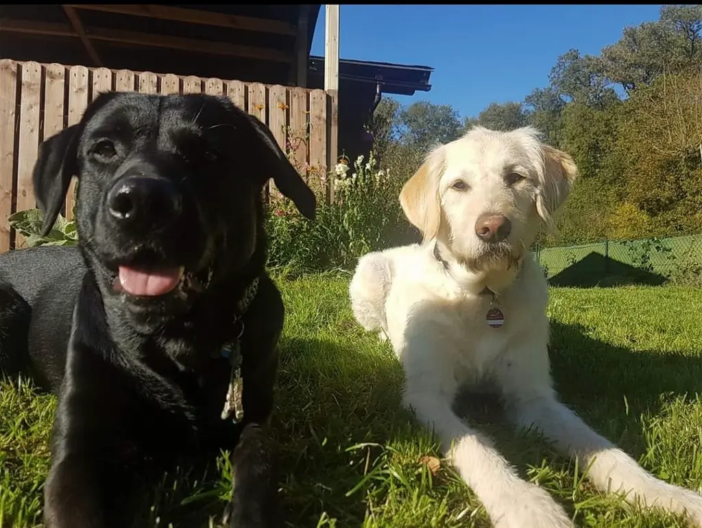 Andachtsbild von Steffy