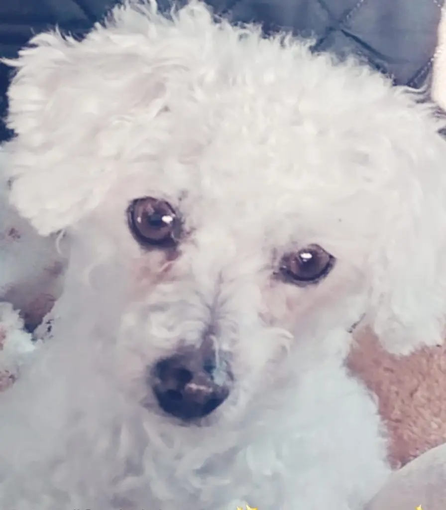 Andachtsbild von Gaby mit Snowy im Herzen