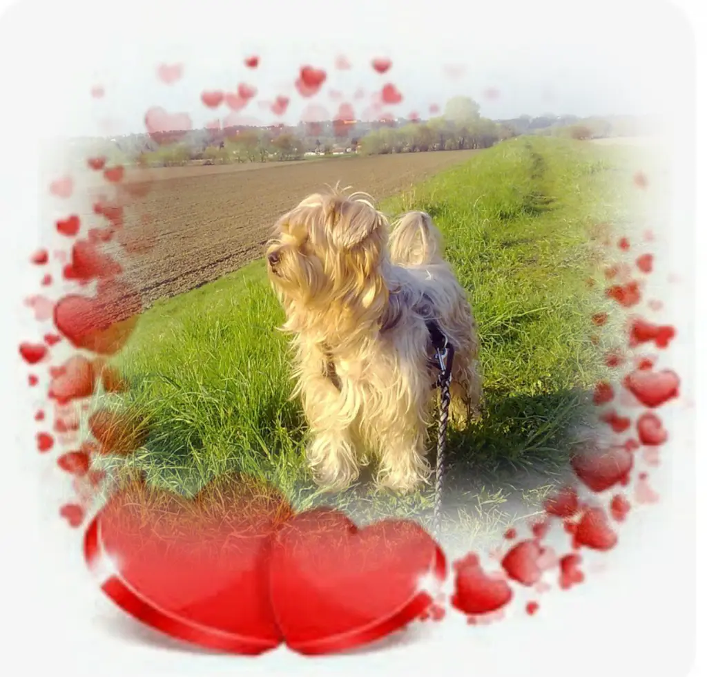 Andachtsbild von Ewa und Krzysztof mit Jacki tief im Herzen ❤