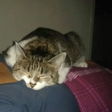 Andachtsbild von Sarah