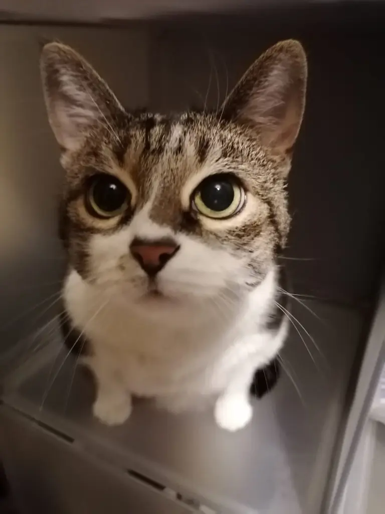 Andachtsbild von Sarah