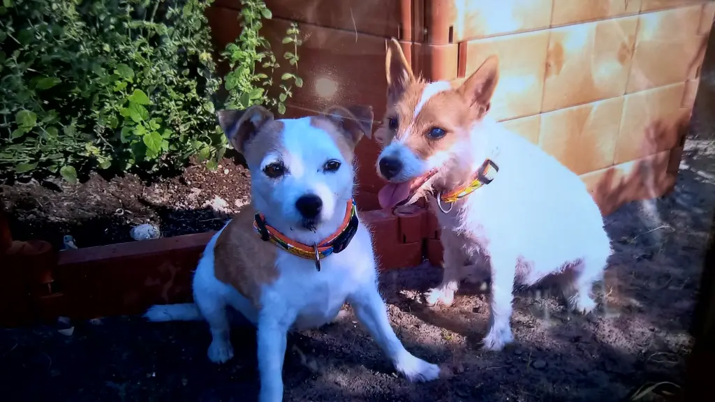 Condolence image of Petra mit Dottie und Pebbels im Herzen