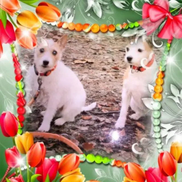 Condolence image of Petra mit Pebbels und Dottie im Herzen 