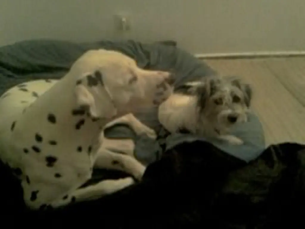 Condolence image of Marco und Luna