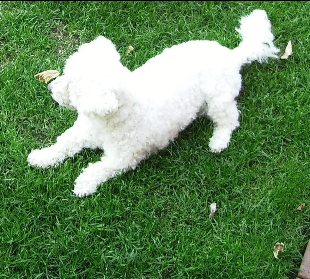 Andachtsbild von Gaby mit Snowy im Herzen