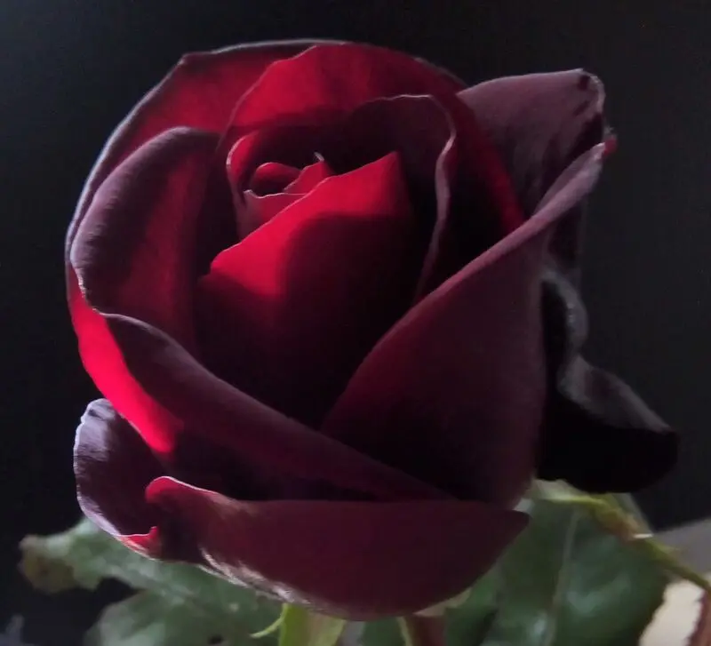 Condolence image of Verena
