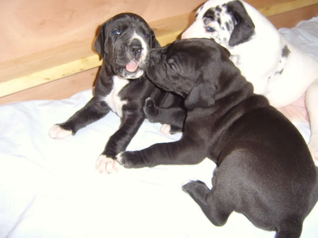 Image from Benedetta