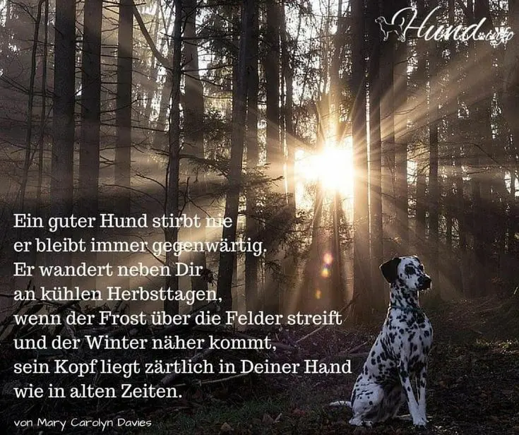 Andachtsbild von Andrea mit Minki im ♥️ gest. 19.10.2020