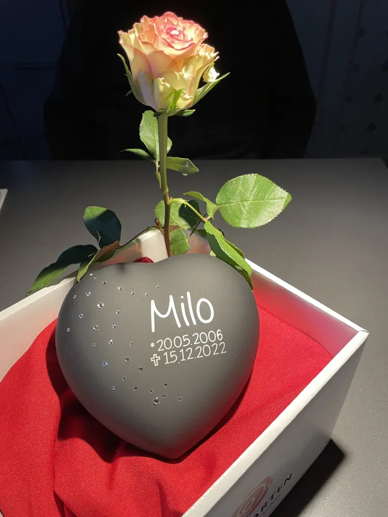 Bild von Milo
