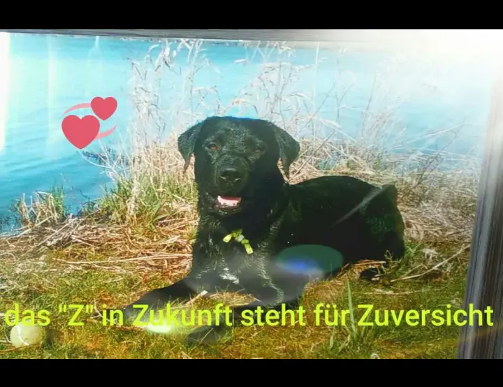 Condolence image of Marion mit Capper im Herzen 