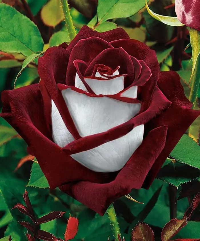 Condolence image of Ute