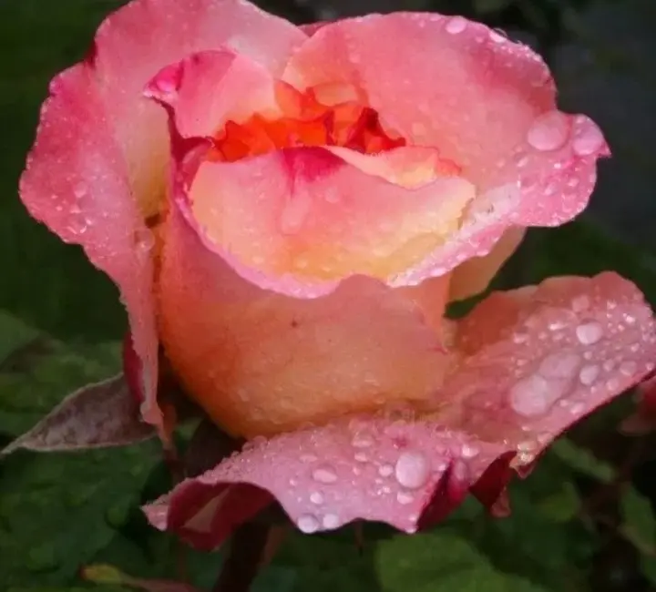 Condolence image of Sabine