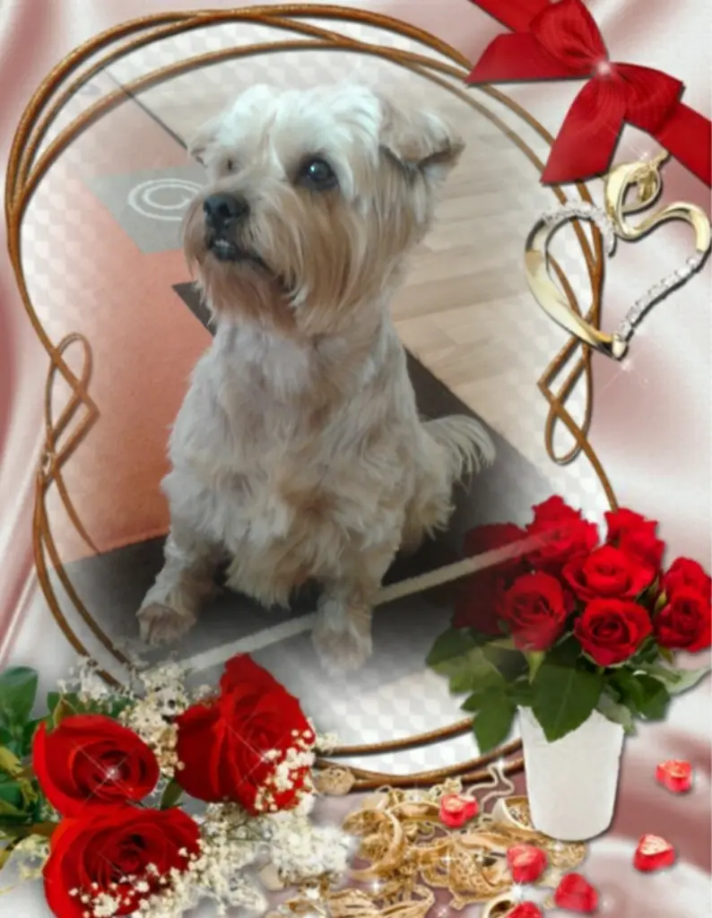 Andachtsbild von Ewa und Krzysztof mit Jacki tief im Herzen ❤