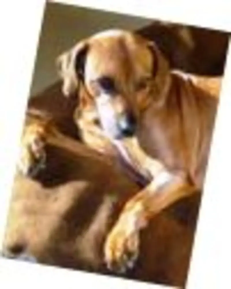 Condolence image of Britta