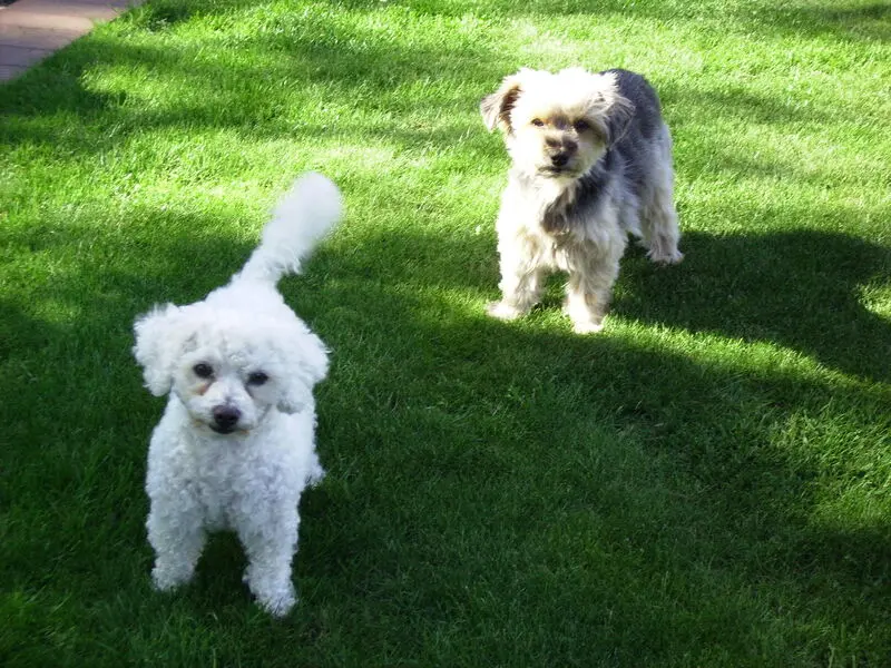 Andachtsbild von Gaby mit Snowy im Herzen