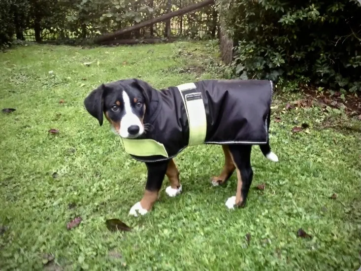 Andachtsbild von Amelie