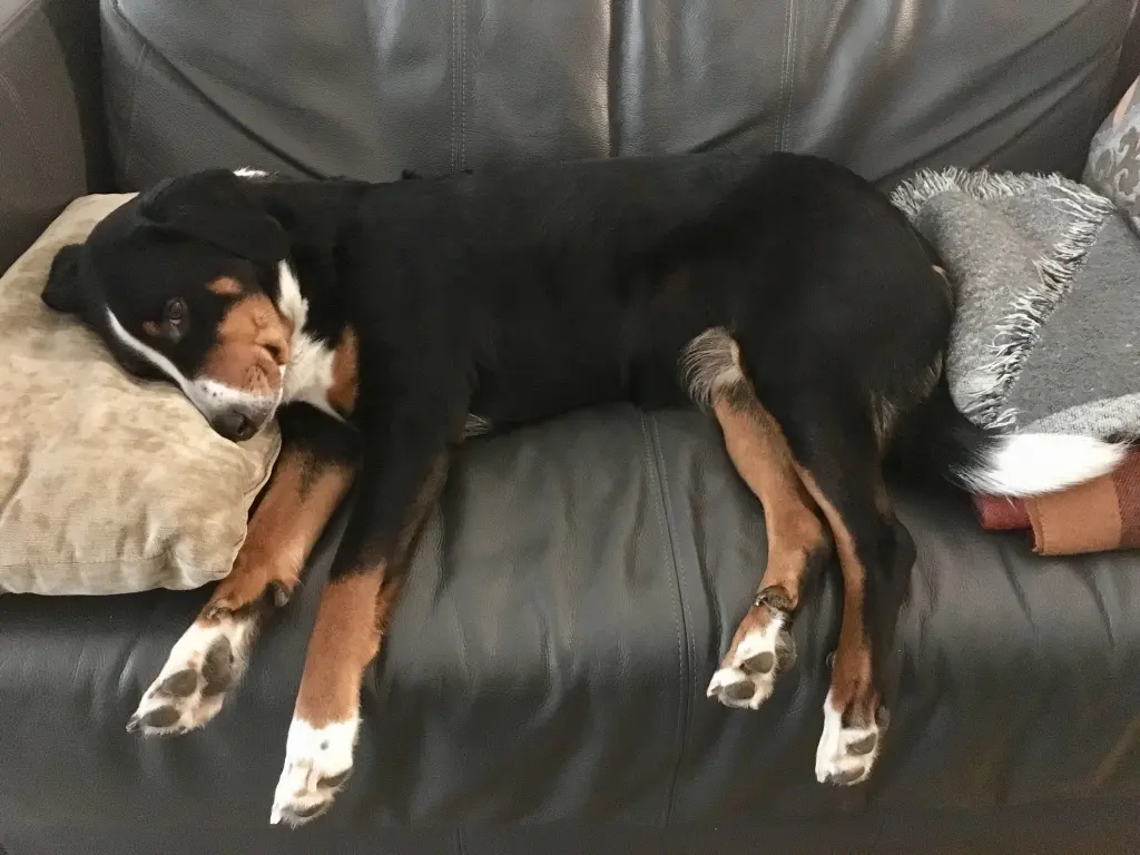 Andachtsbild von Wolf