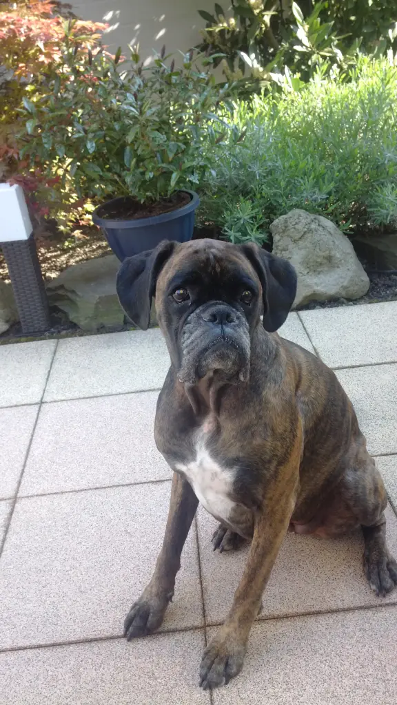 Andachtsbild von Nicole