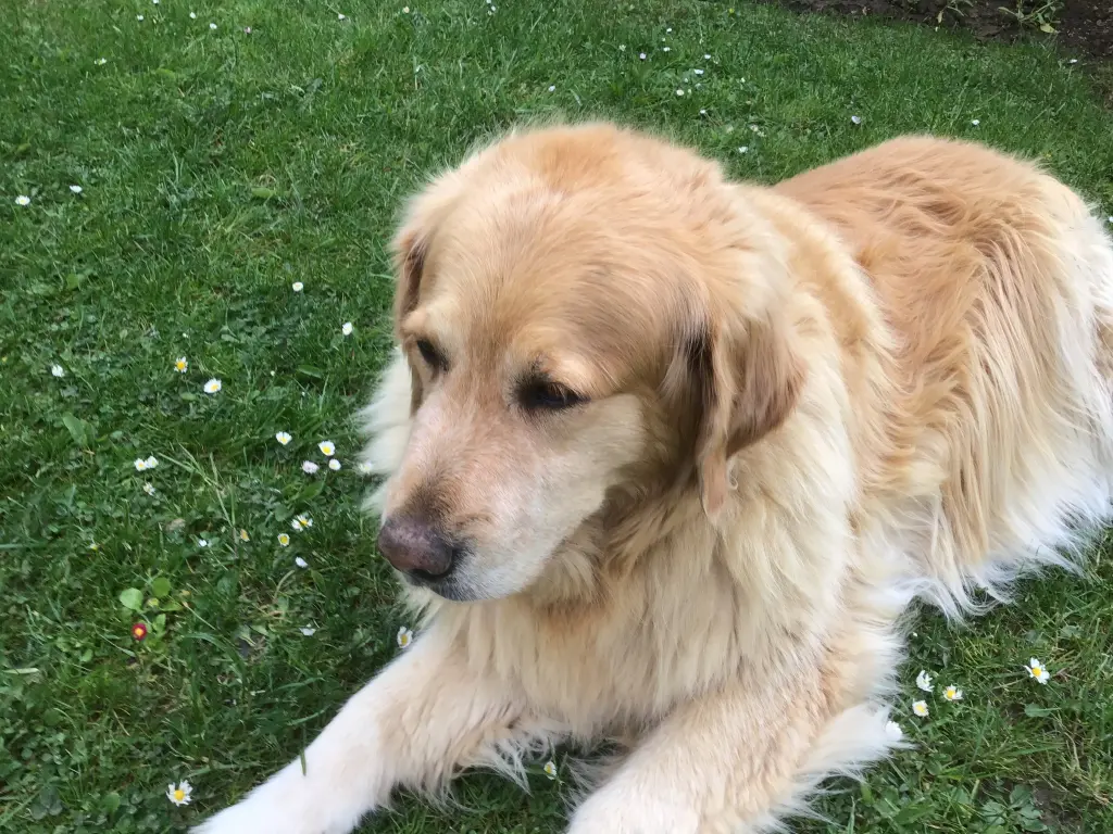 Andachtsbild von Angelika mit Seelenhund Luna
