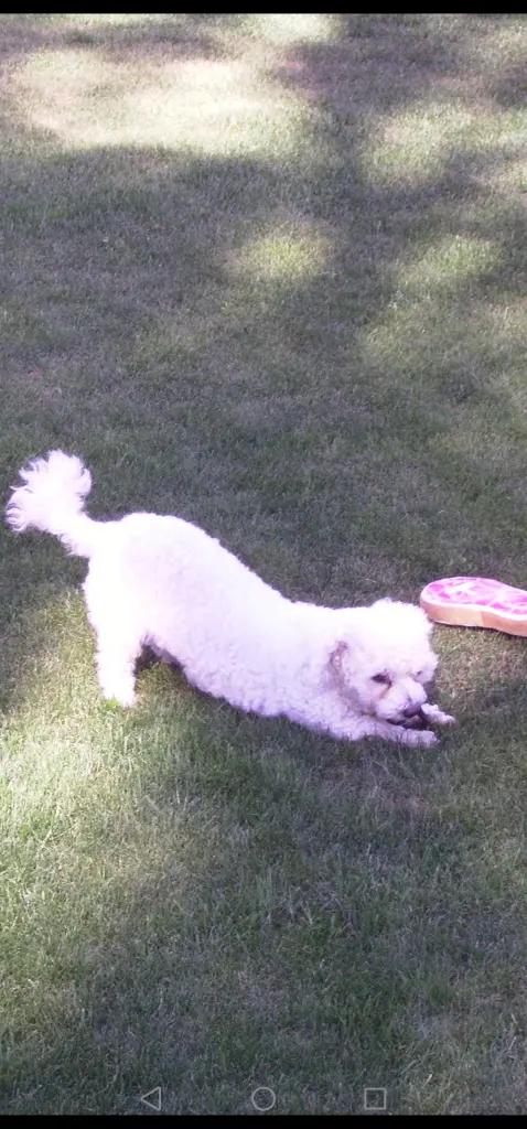 Andachtsbild von Snowy ❤️