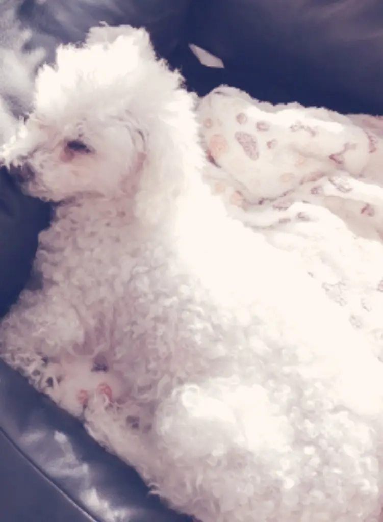 Andachtsbild von Snowy ❤️