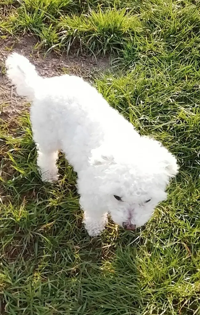 Andachtsbild von Snowy ❤️