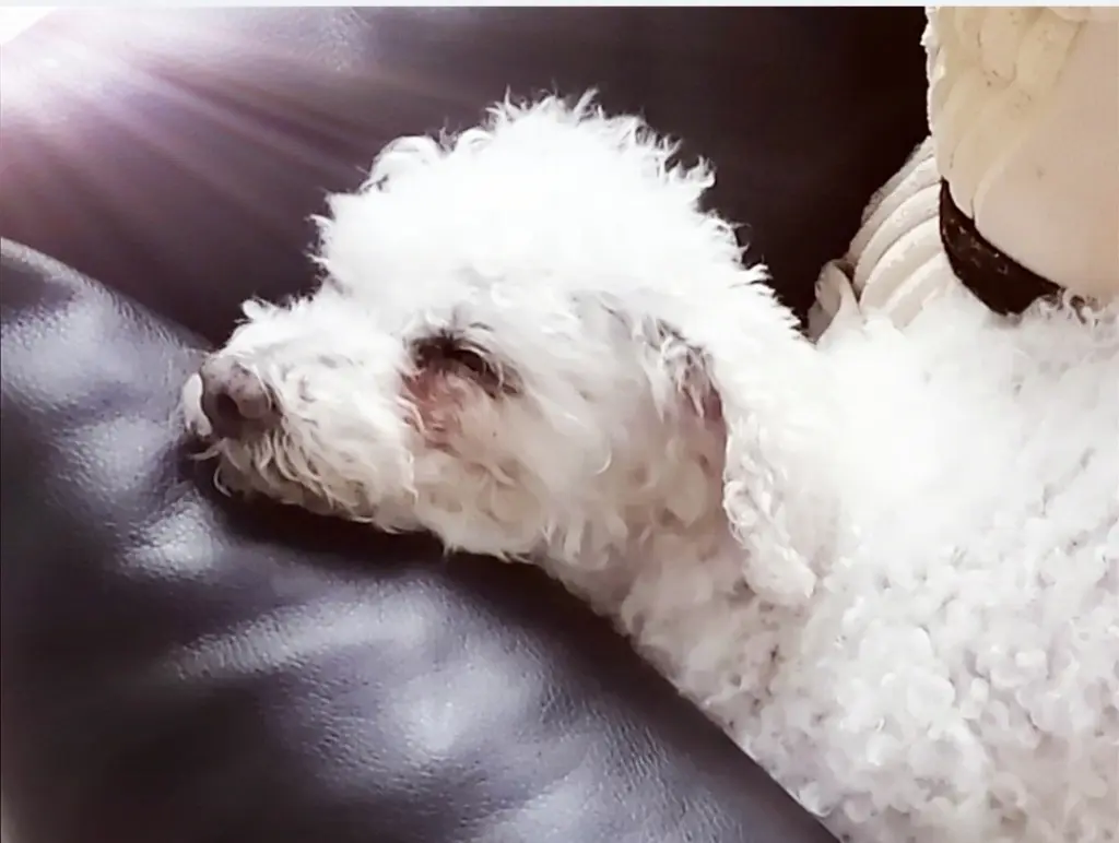 Andachtsbild von Snowy ❤️