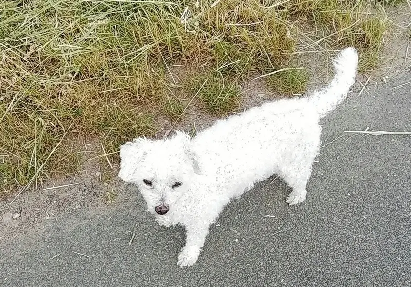 Andachtsbild von Snowy ❤️