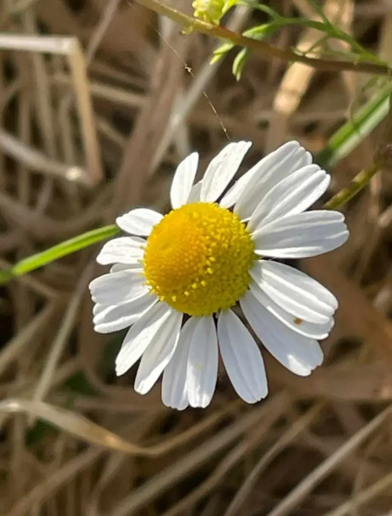 Andachtsbild von Enjoy a*Peaceful*Day