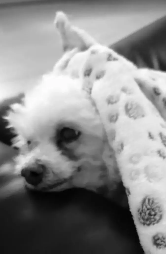 Andachtsbild von Snowy ❤️