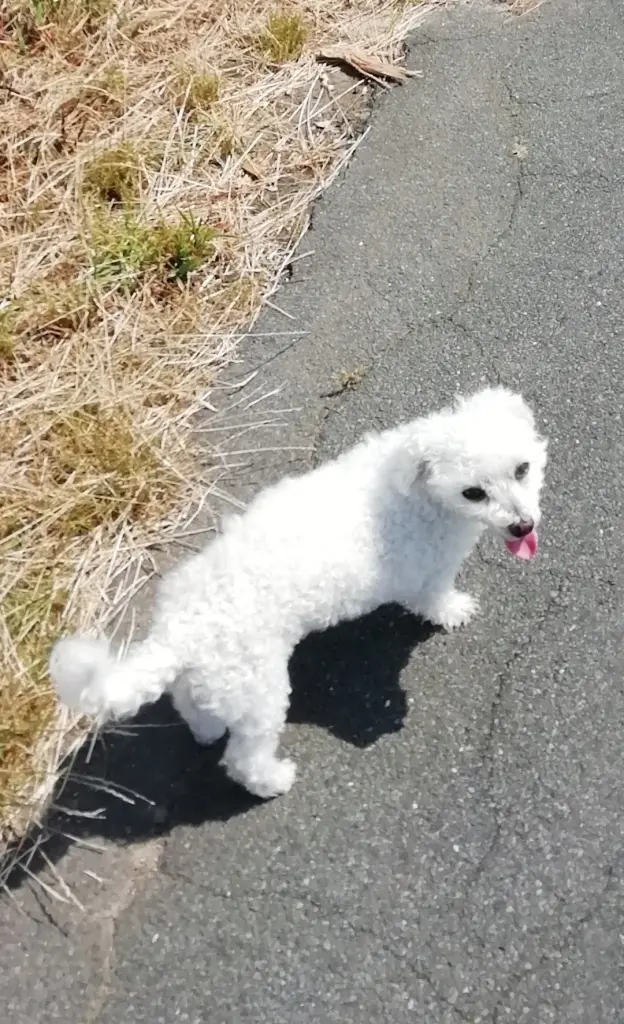 Andachtsbild von Snowy ❤️