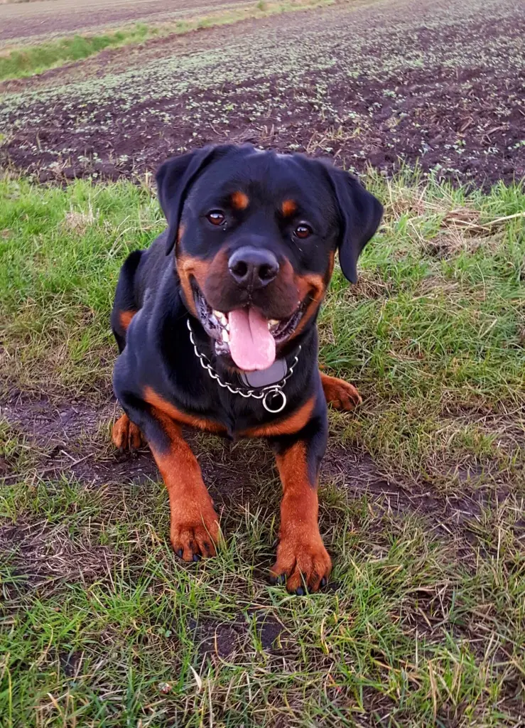 Andachtsbild von Big-Boy 
