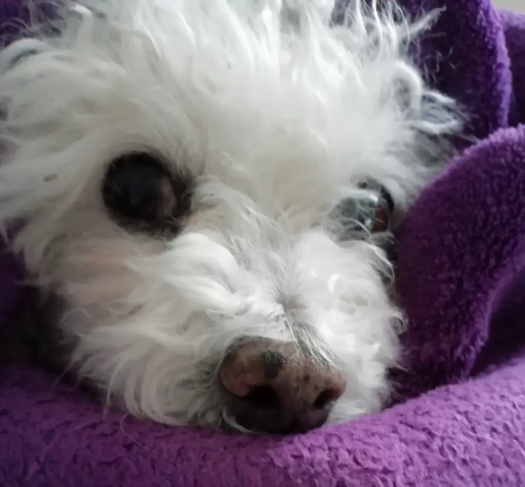 Andachtsbild von Snowy 