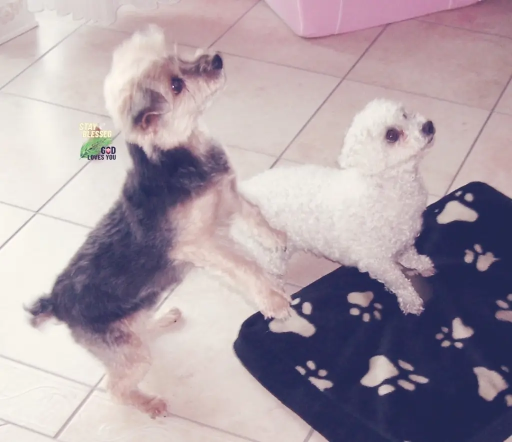 Andachtsbild von Snowy u Buffy ❤️