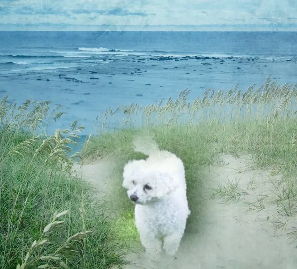 Andachtsbild von Snowy ❤️