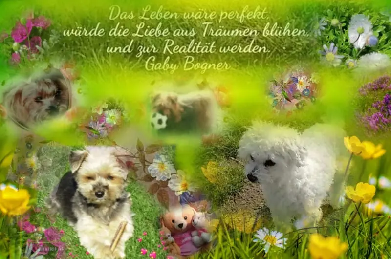 Andachtsbild von Snowy ❤️Buffy ❤️Daisy ❤️Micky ❤️