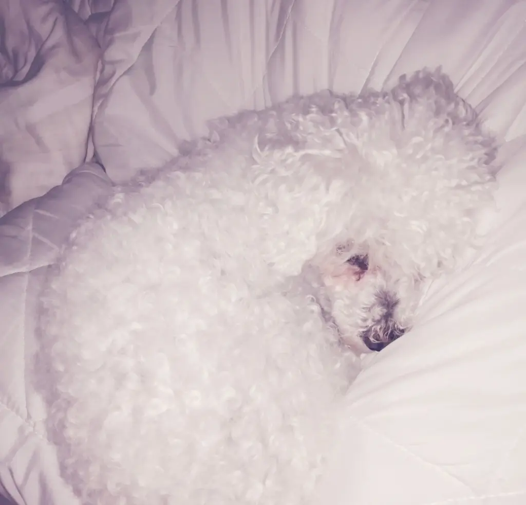 Andachtsbild von Snowy ❤️