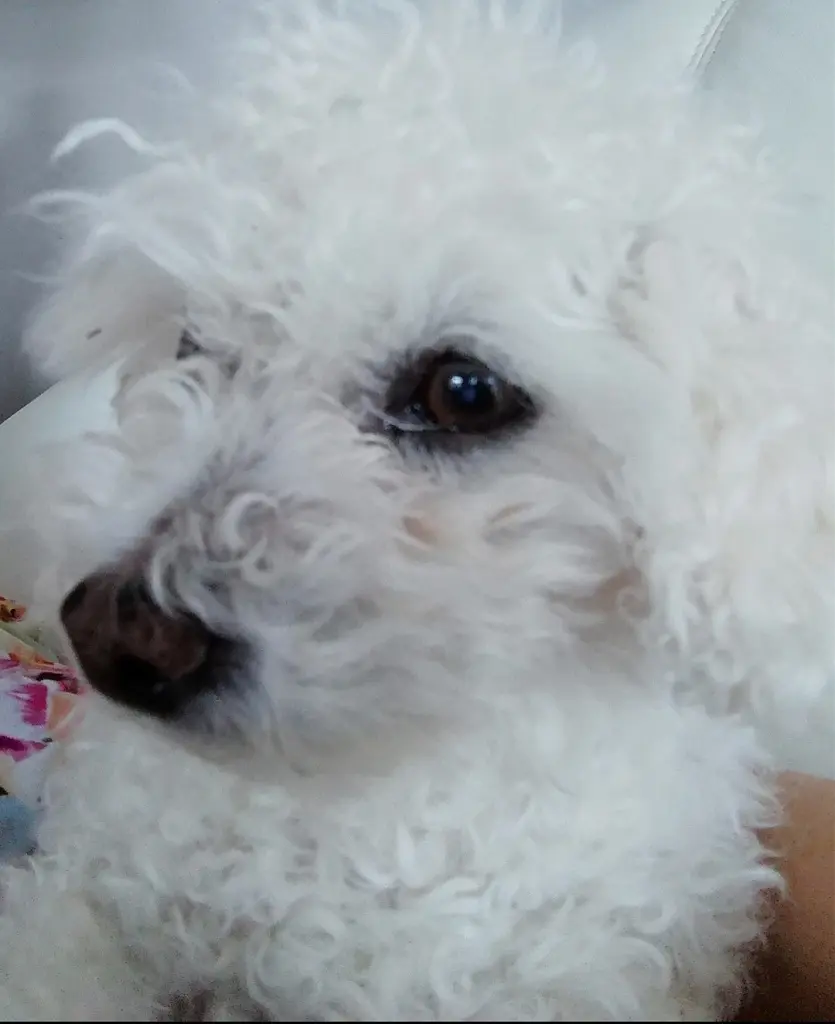 Andachtsbild von Gaby mit Snowy im Herzen