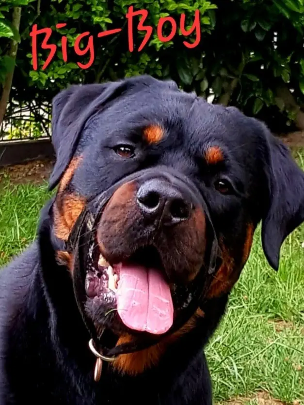 Bild von Big Boy