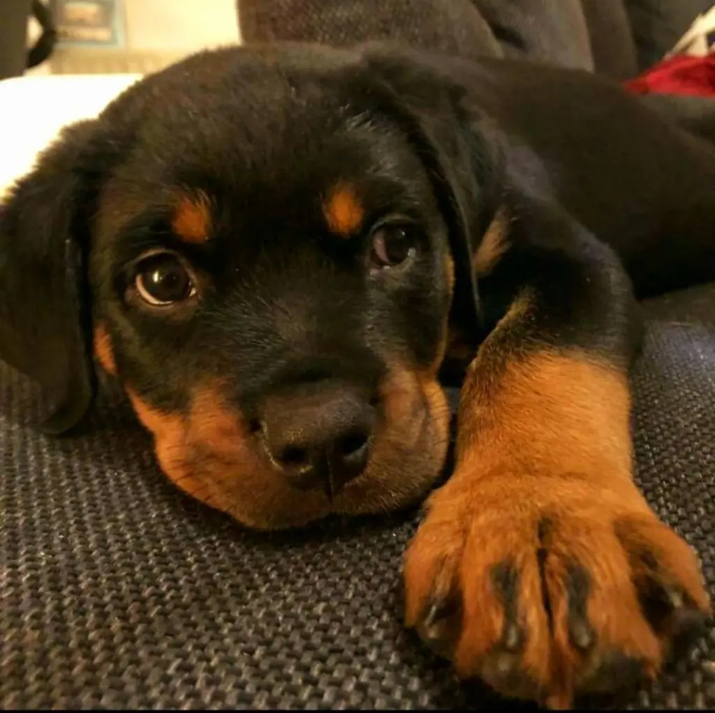 Bild von Big Boy